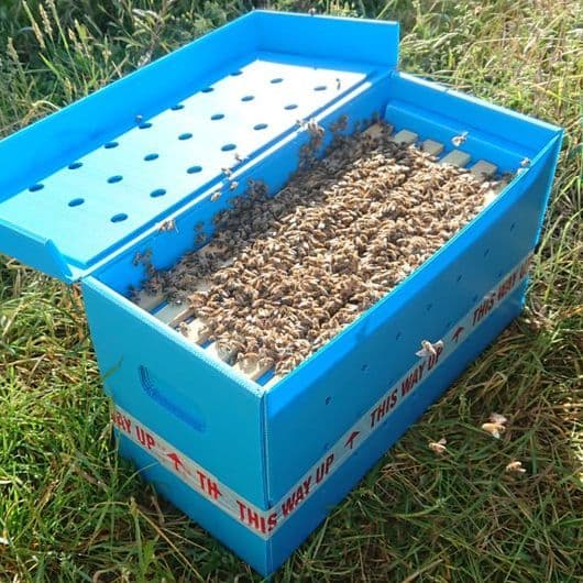 Overwintered Bee Nucs South Wales – Spring 2027